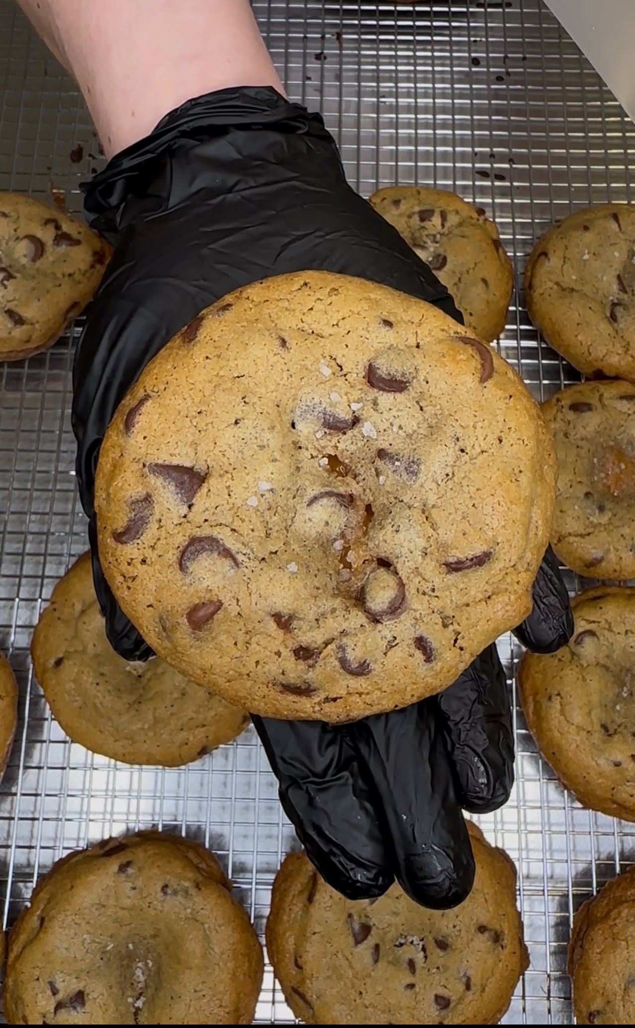 Person wearing black gloves holding a large chocolate chip cookie on a cooling rack with more cookies.